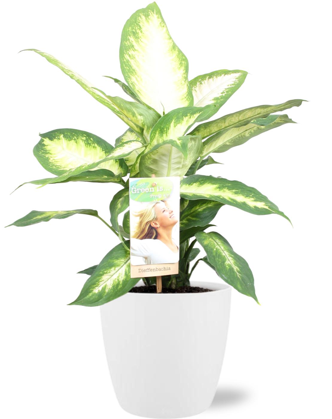 Dieffenbachia Camilla - Ø17cm - ↕45cm + Pot Brussels Wit