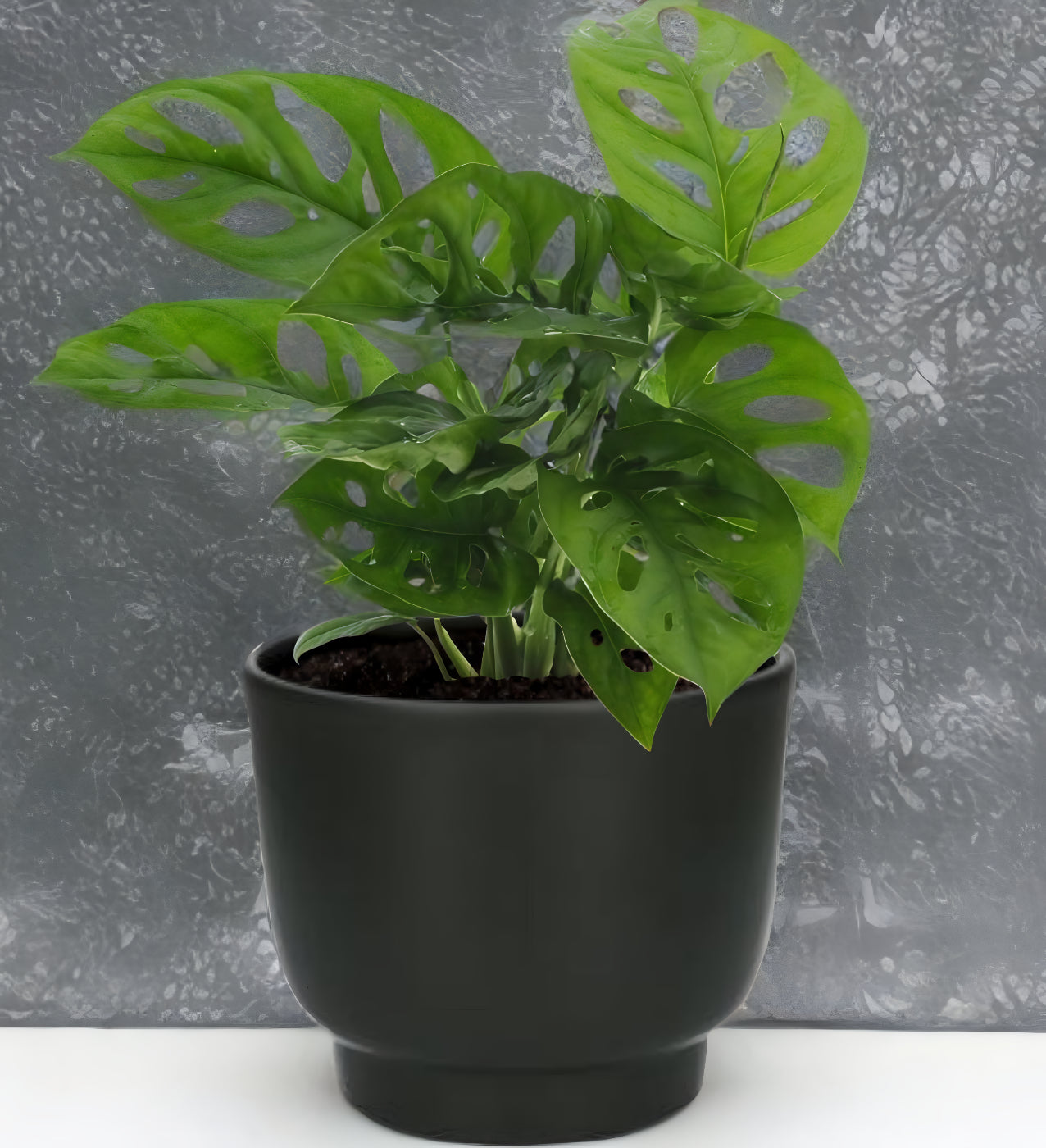 Monstera Monkey Leaf - Ø12cm - ↕30cm + Potenza Pot Zwart