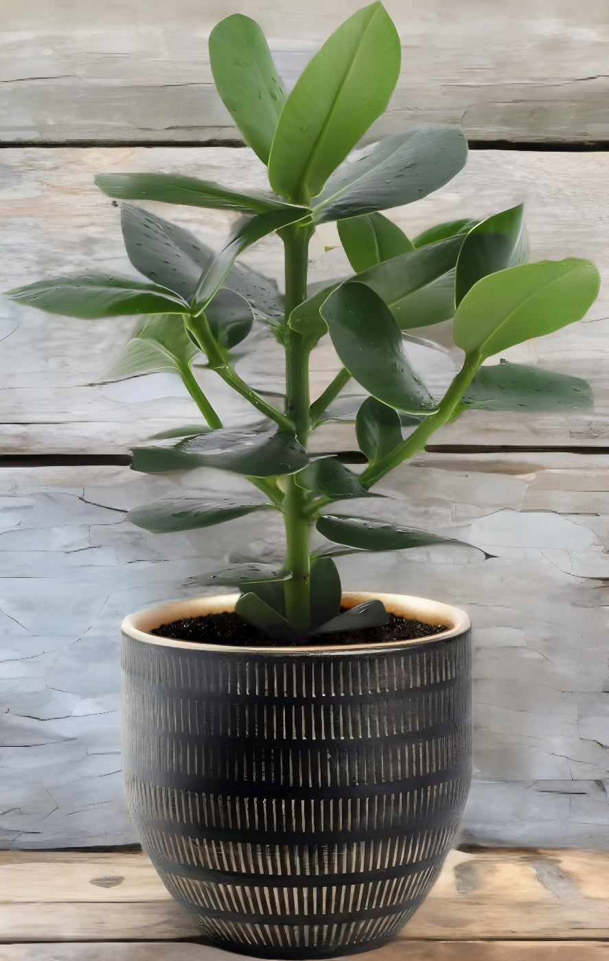 Clusia Rosea Princess - Ø12cm - ↕15cm + Beau Pot Zwart
