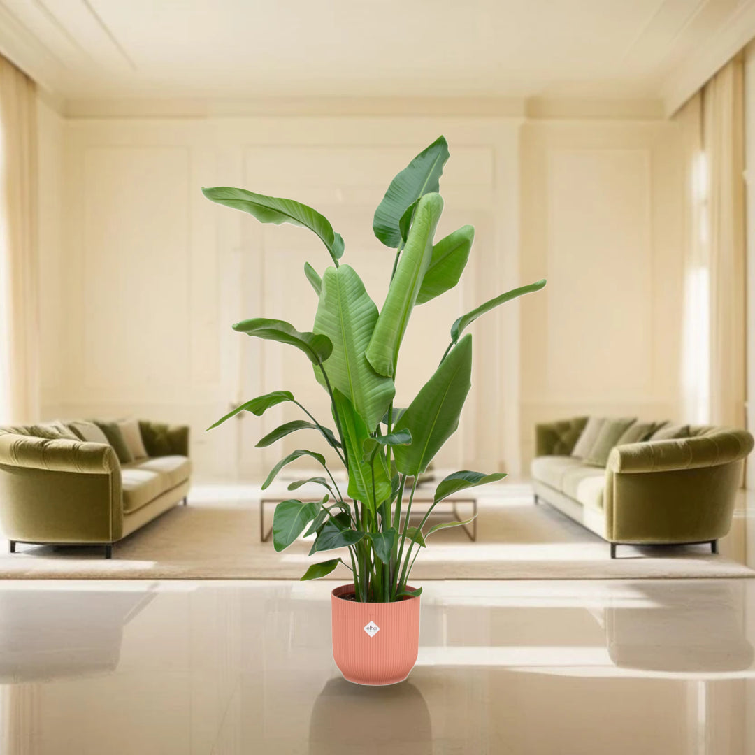 Strelitzia Nicolai inclusief elho Vibes Fold Round roze - 180 cm - Ø30