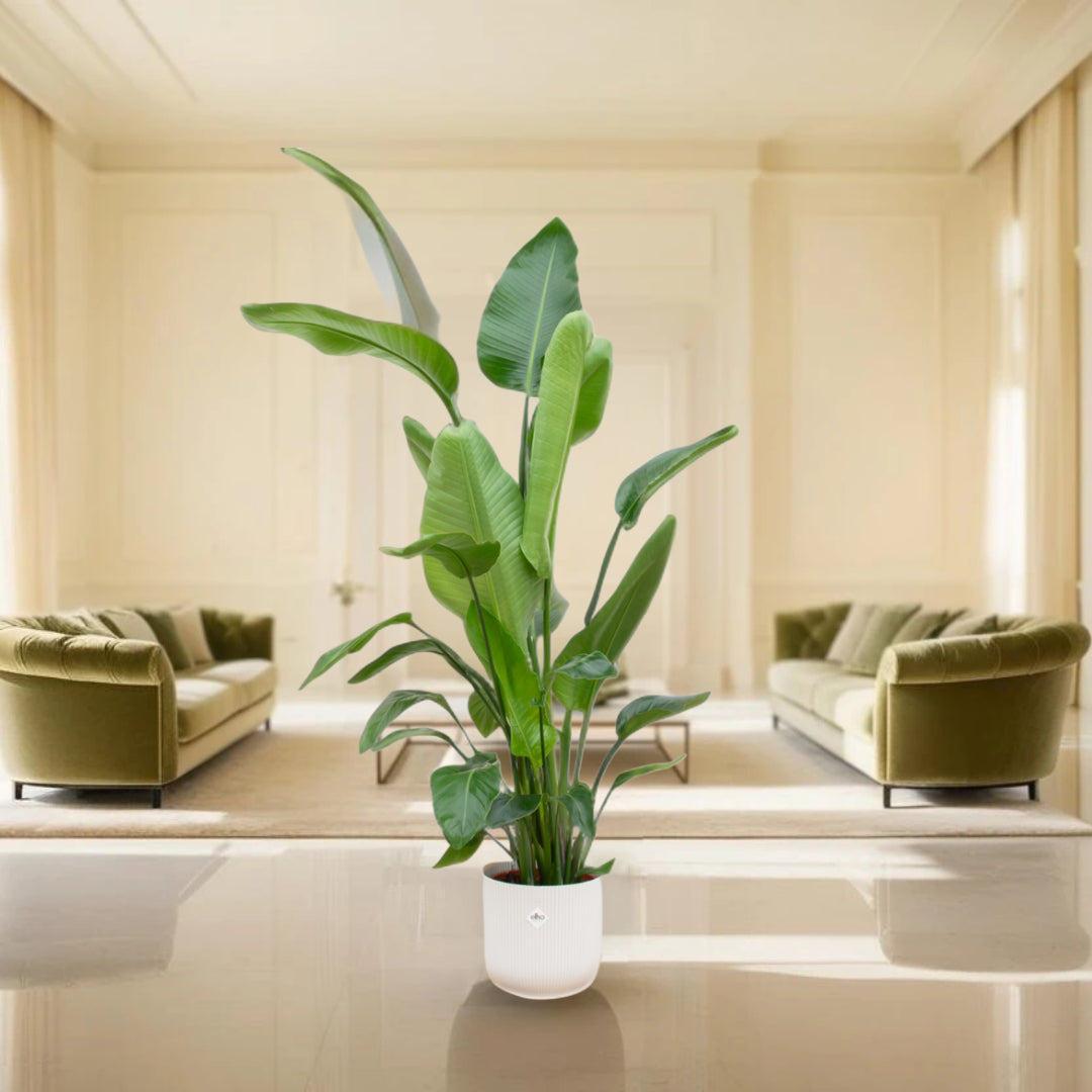 Strelitzia Nicolai inclusief elho Vibes Fold Round wit - 180 cm - Ø30