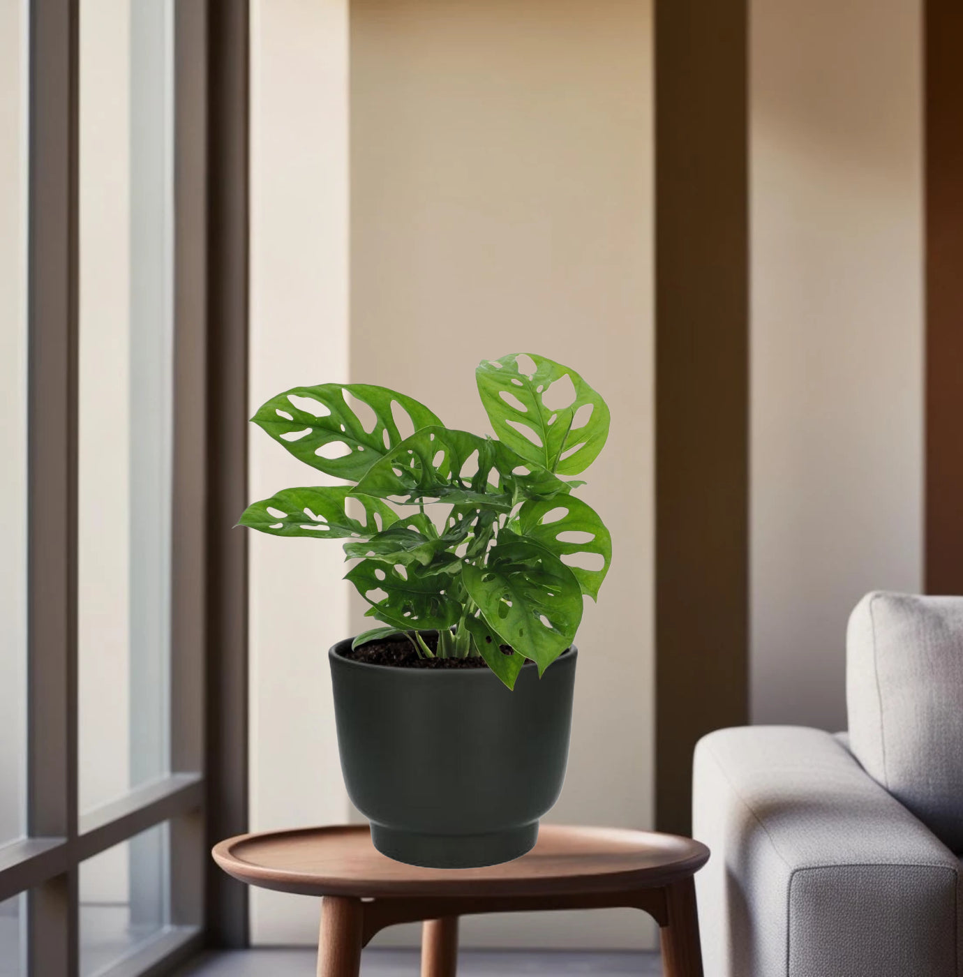 Monstera Monkey Leaf - Ø12cm - ↕30cm + Potenza Pot Zwart