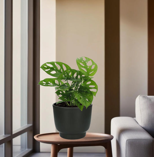 Monstera Monkey Leaf - Ø12cm - ↕30cm + Potenza Pot Zwart
