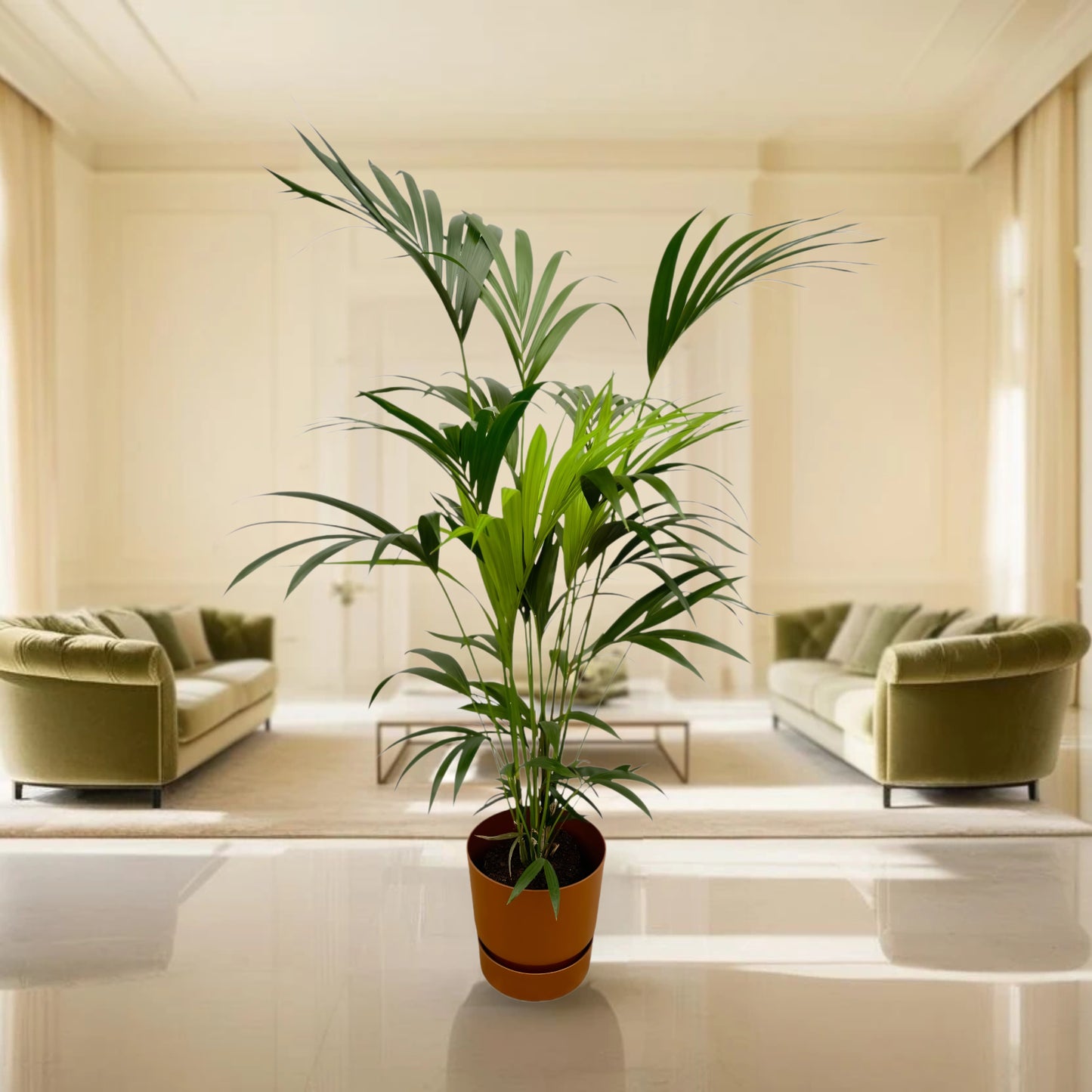 Kentia palm inclusief elho Greenville Round bruin - 160cm - Ø24