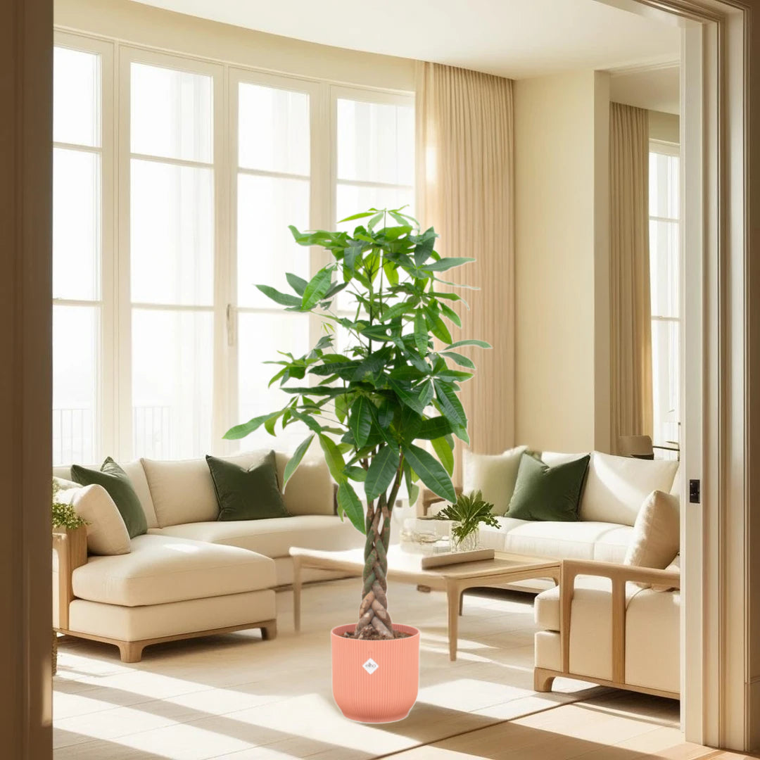 Pachira Aquatica inclusief elho Vibes Fold Round roze - 160cm - Ø30