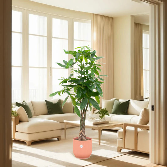 Pachira Aquatica inclusief elho Vibes Fold Round roze - 160cm - Ø30