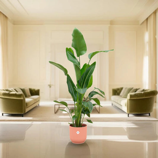 Strelitzia Nicolai inclusief elho Vibes Fold Round roze - 160cm - Ø30