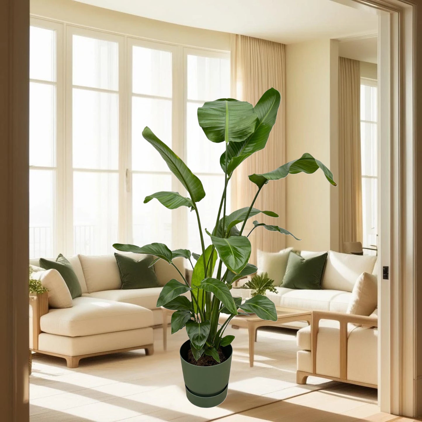 Strelitzia Nicolai inclusief elho Greenville Round groen - 160cm - Ø30