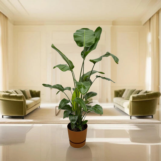 Strelitzia Nicolai inclusief elho Greenville Round bruin - 160cm - Ø30