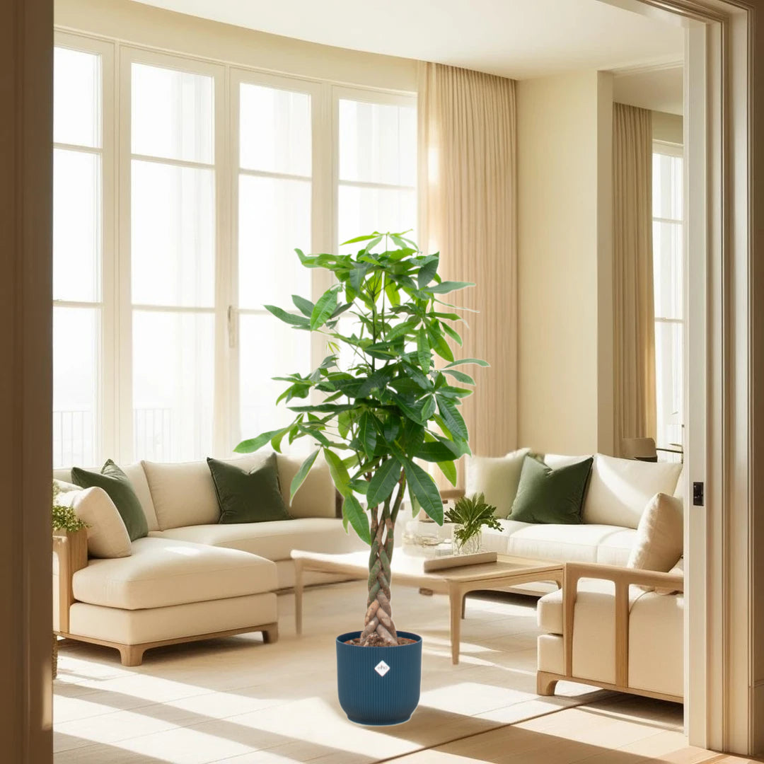 Pachira Aquatica inclusief elho Vibes Fold Round blauw - 160cm - Ø30