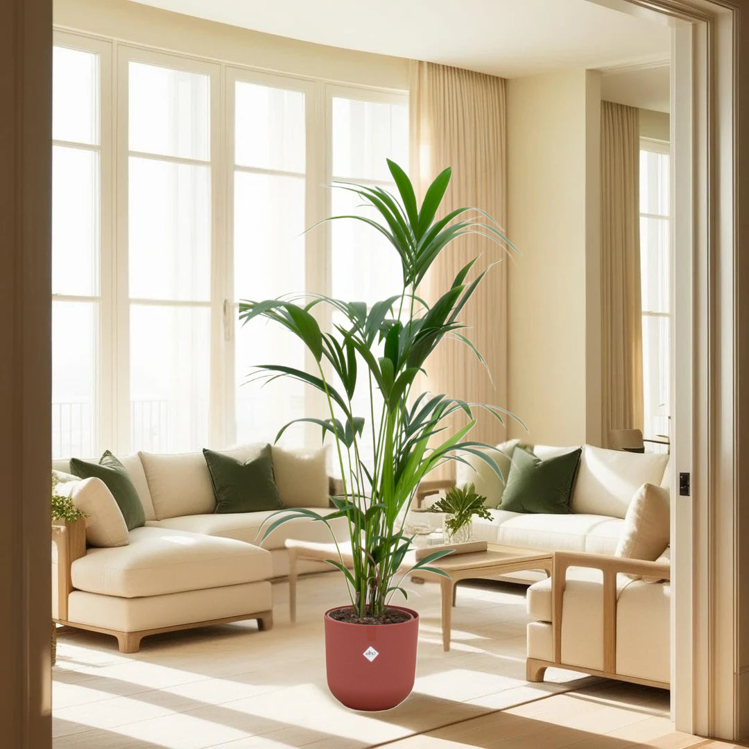 Kentia palm inclusief elho Jazz Round rood Ø26 - 160 cm