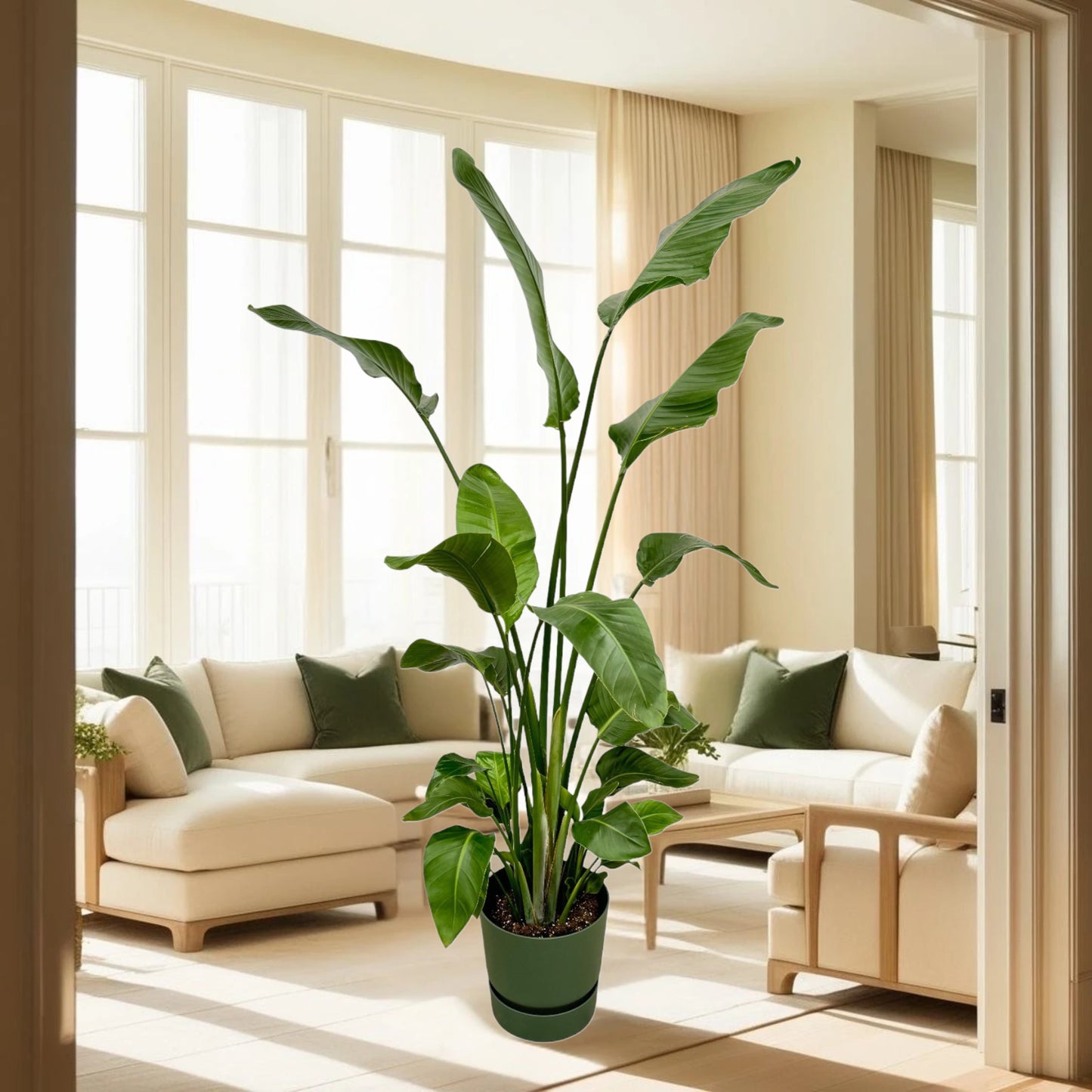 Strelitzia Nicolai inclusief elho Greenville Round groen - 180 cm - Ø30