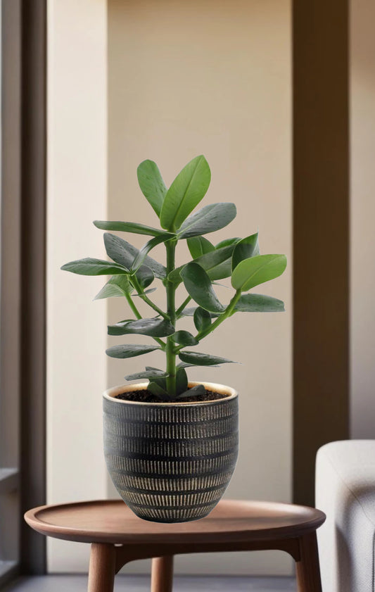 Clusia Rosea Princess - Ø12cm - ↕15cm + Beau Pot Zwart