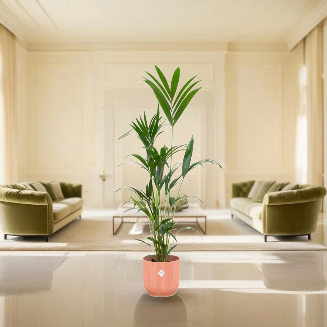 Kentia palm inclusief elho Vibes Fold Round roze - 160cm - Ø30