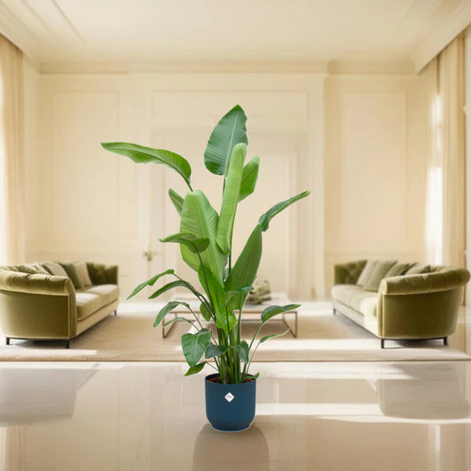 Strelitzia Nicolai inclusief elho Vibes Fold Round blauw - 160cm - Ø30