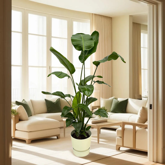 Strelitzia Nicolai inclusief elho Greenville Round wit - 160cm - Ø30