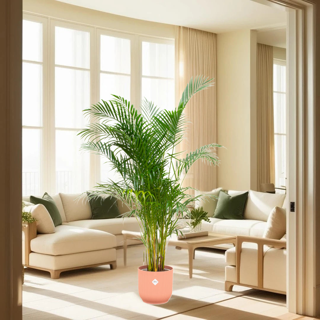 Areca palm inclusief elho Vibes Fold Round roze Ø30 - 160 cm