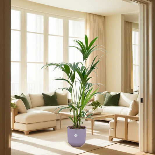 Kentia palm inclusief elho Jazz Round lila Ø26 - 160 cm
