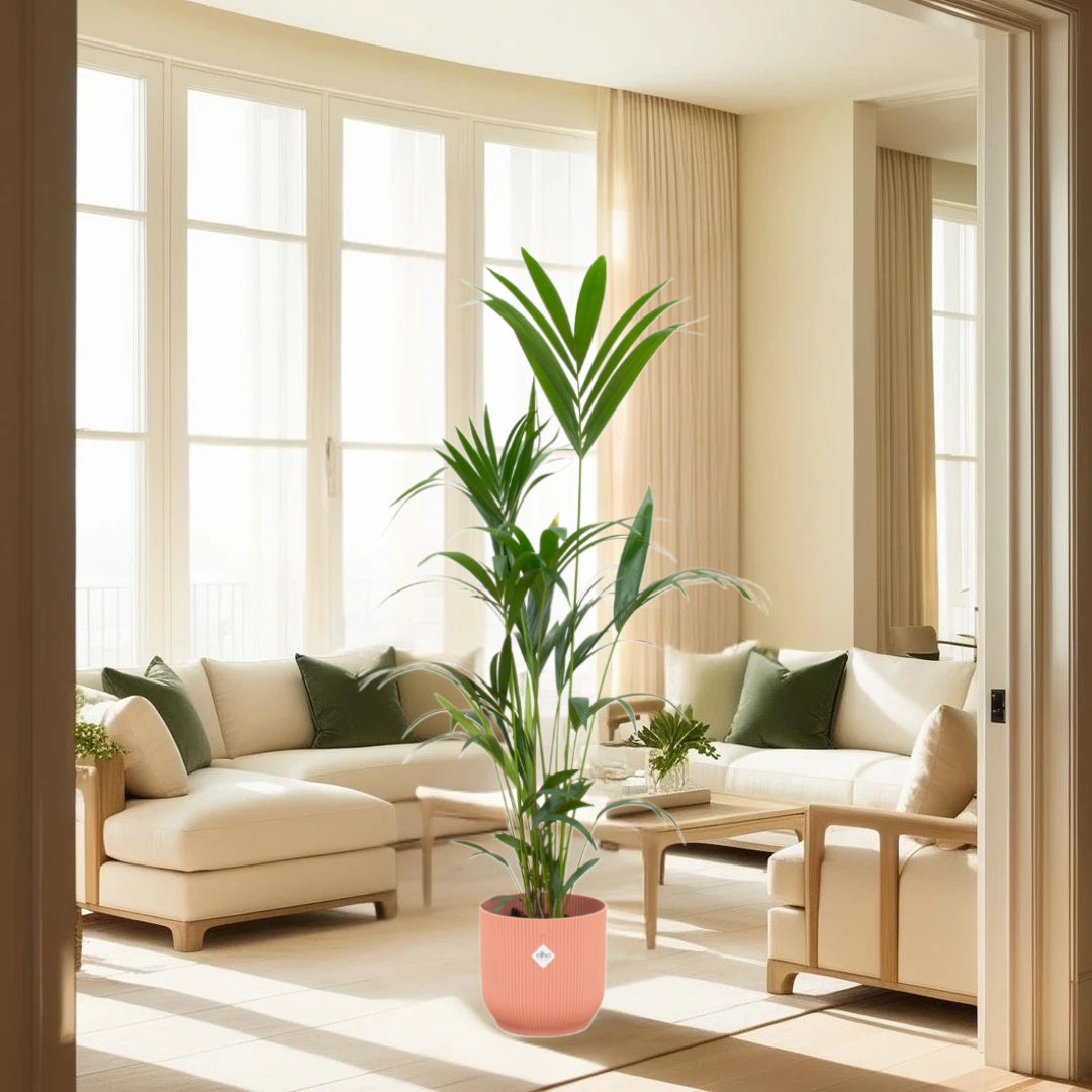 Kentia palm inclusief elho Vibes Fold Round roze Ø30 - 160 cm