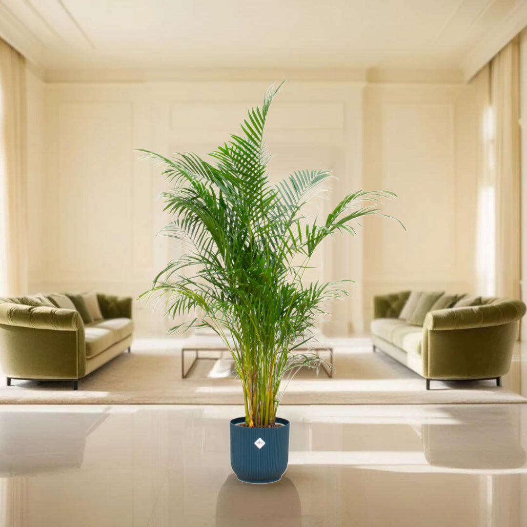 Combi deal - Areca palm inclusief elho Vibes Fold Round blauw Ø30 - 160 cm