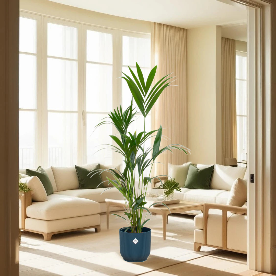 Kentia palm inclusief elho Vibes Fold Round blauw Ø30 - 160 cm