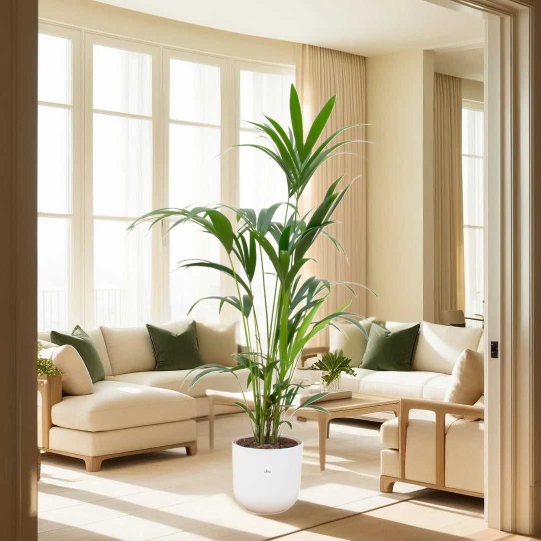 Kentia palm inclusief elho Jazz Round wit Ø26 - 160 cm