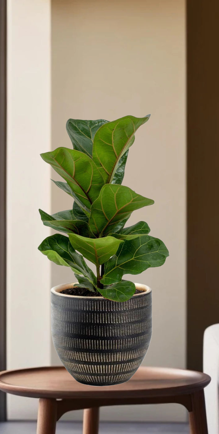 Ficus Lyrata - Ø12cm - ↕30cm + Beau Pot Zwart