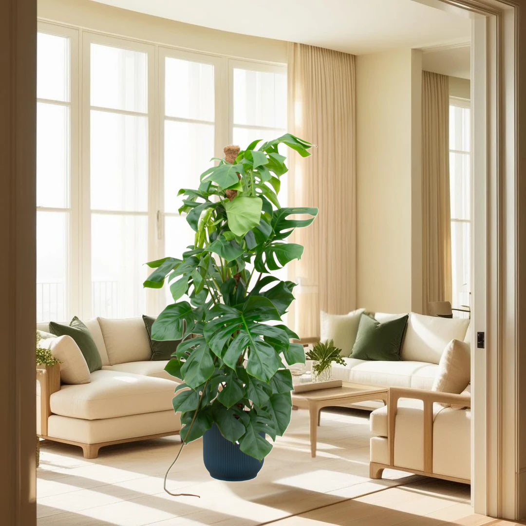 Monstera Pertusum XL inclusief elho Vibes Fold Round blauw Ø30 - 150 cm