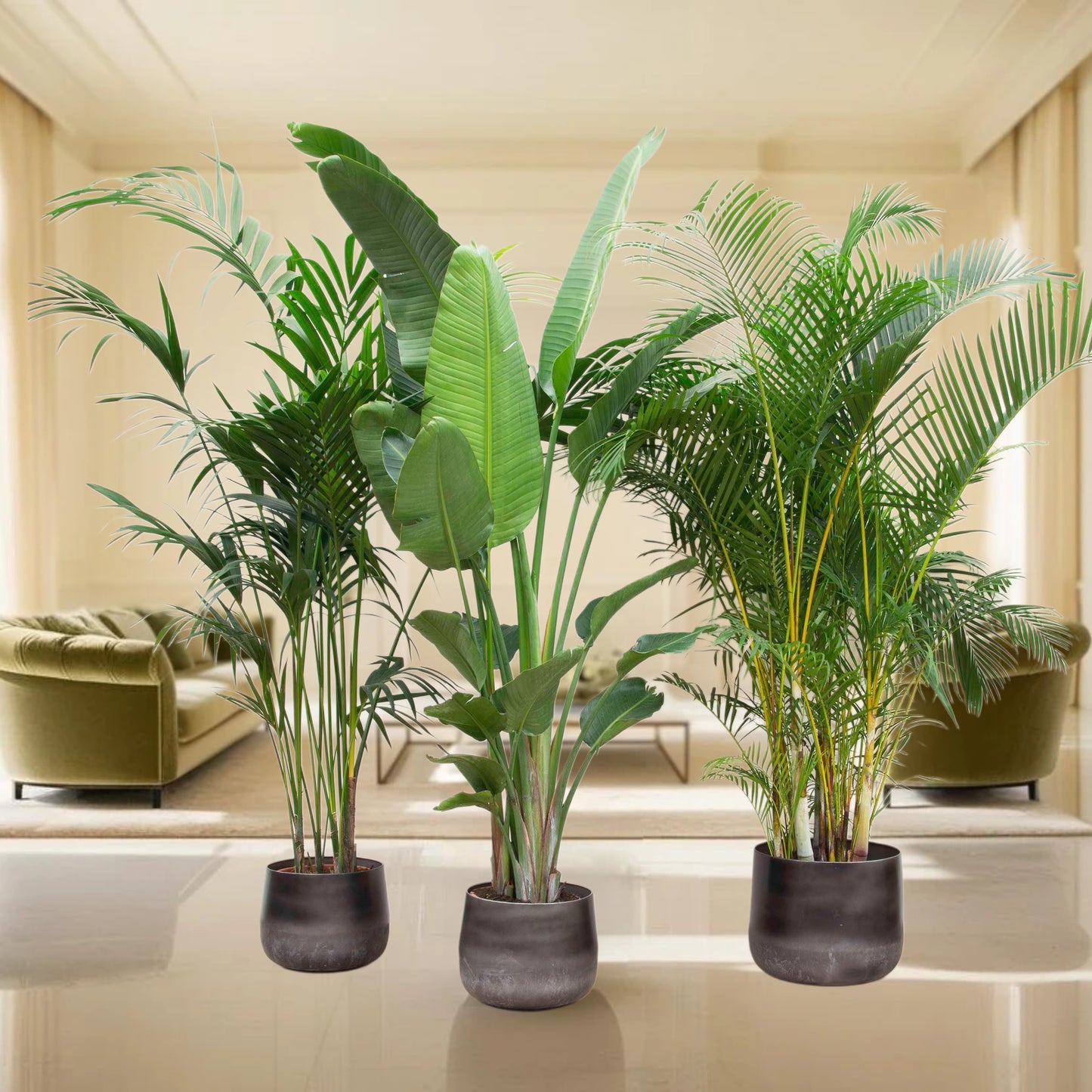 Voordeelpakket XXL - Kentia 200 cm, Strelitzia Nicolai 225 cm, Areca 200 cm