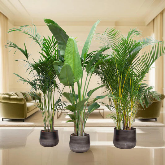 Voordeelpakket XXL - Kentia 200 cm, Strelitzia Nicolai 225 cm, Areca 200 cm