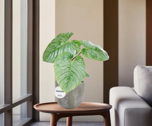Philodendron Sodiroi - Ø15cm - ↕45cm + Nathan pot Grijs