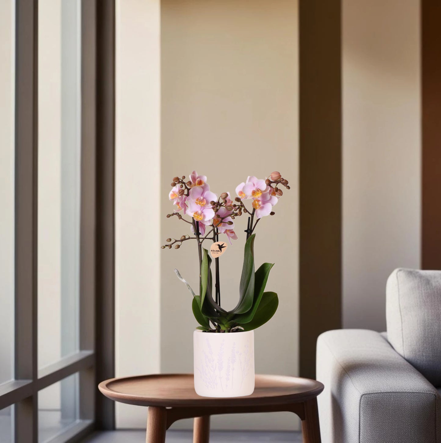 Roze orchidee Andorra + Floral sierpot lavendel - potmaat Ø9cm