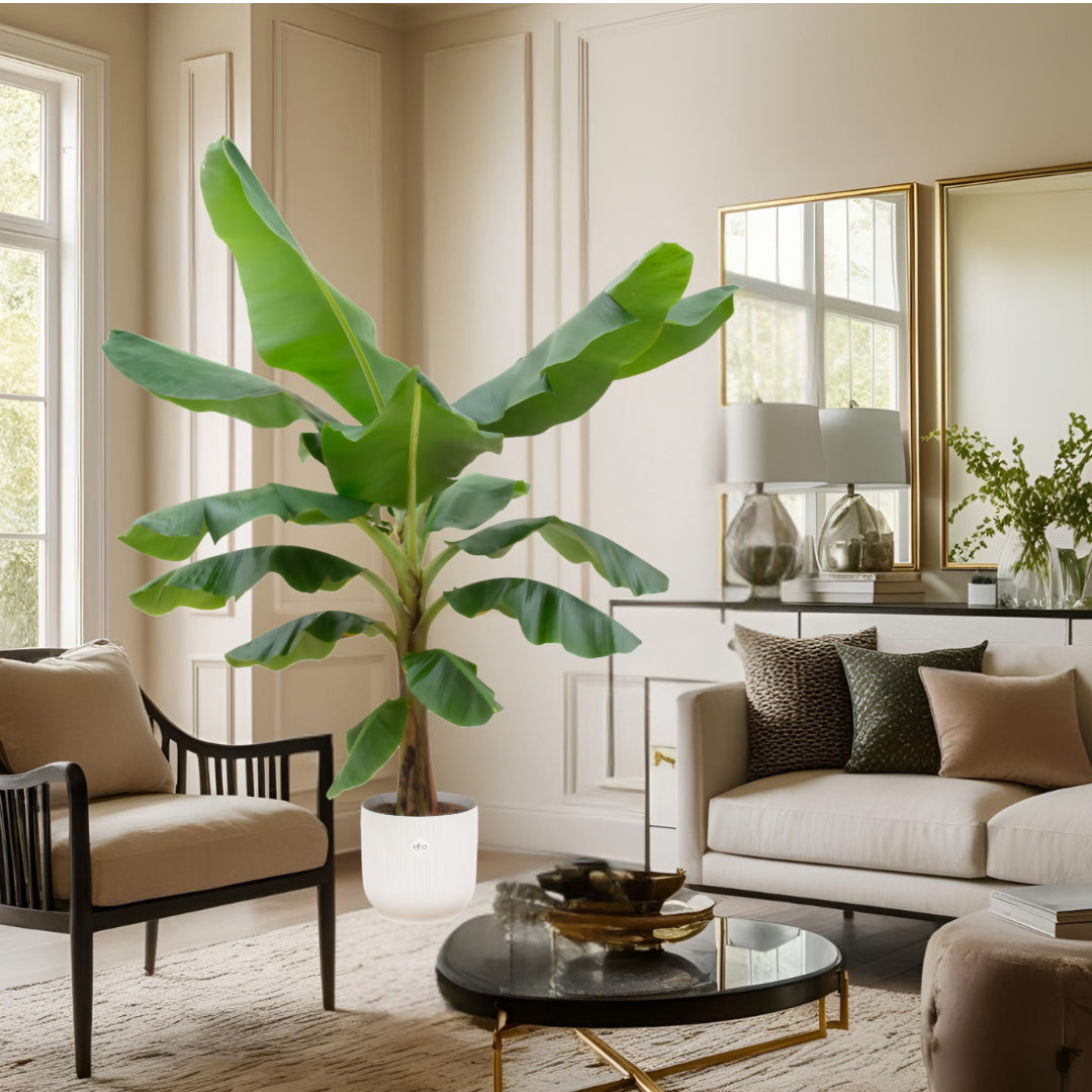 Bananenplant (Musa) inclusief elho Vibes Fold Round wit Ø30 - 180 cm