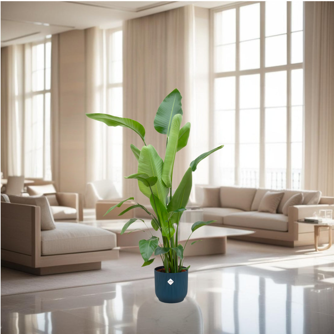 Combi deal - Strelitzia Nicolai inclusief elho Vibes Fold Round blauw Ø30 - 160 cm