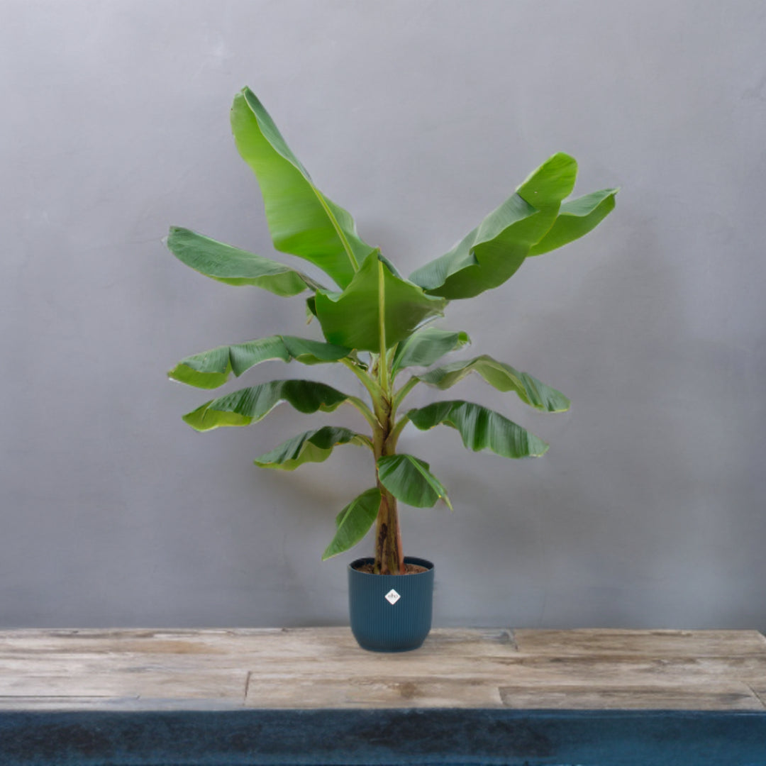 Bananenplant (Musa) inclusief elho Vibes Fold Round blauw Ø30 - 180 cm
