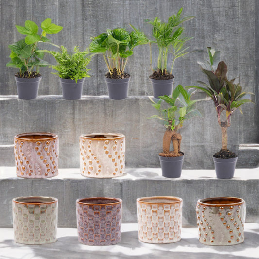 Mini planten set 6 - Inclusief pot set Madrid
