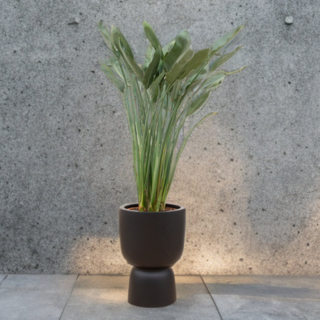 Strelitzia Reginae inclusief elho Pure Coupe zwart Ø41 - 190 cm