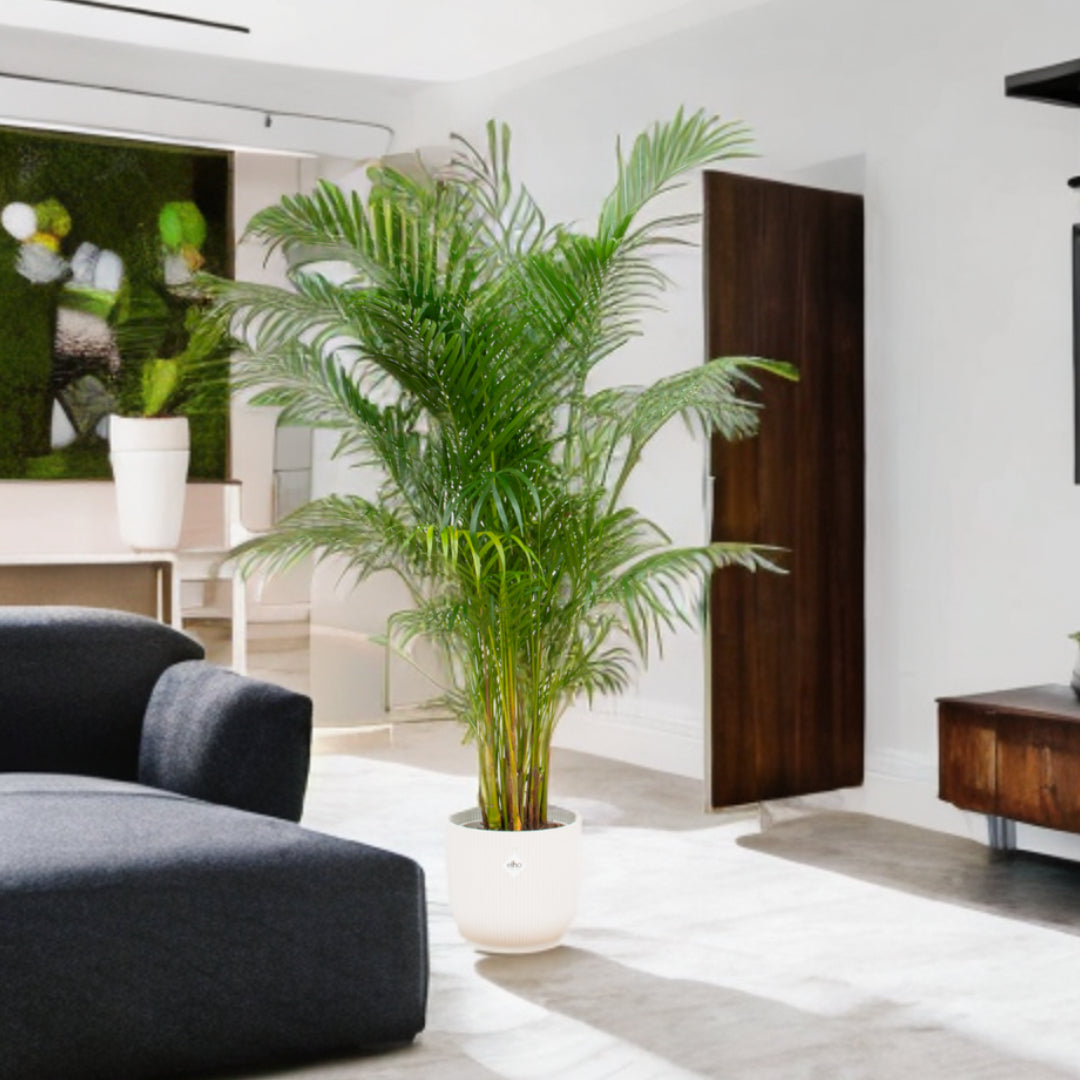 Areca palm inclusief elho Vibes Fold Round wit Ø30 - 160 cm