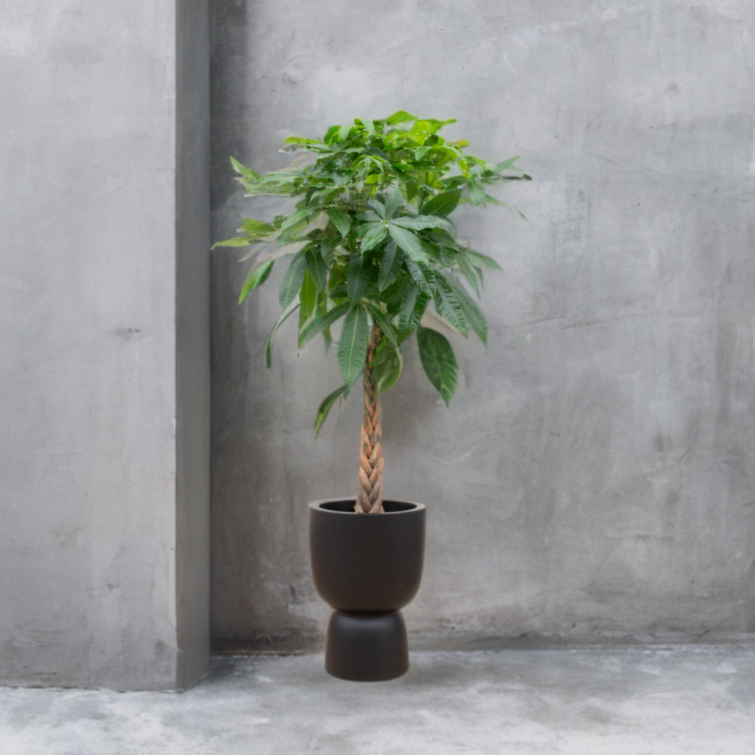 Pachira Aquatica inclusief elho Pure Coupe zwart Ø41 - 210 cm