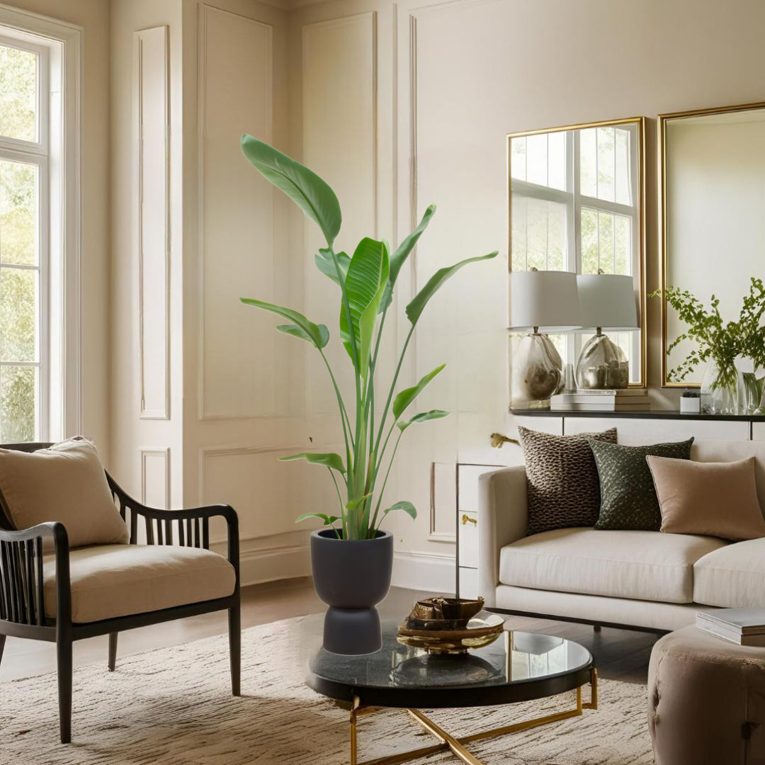 Strelitzia Augusta multi stam inclusief elho Pure Coupe zwart Ø35 - 210 cm