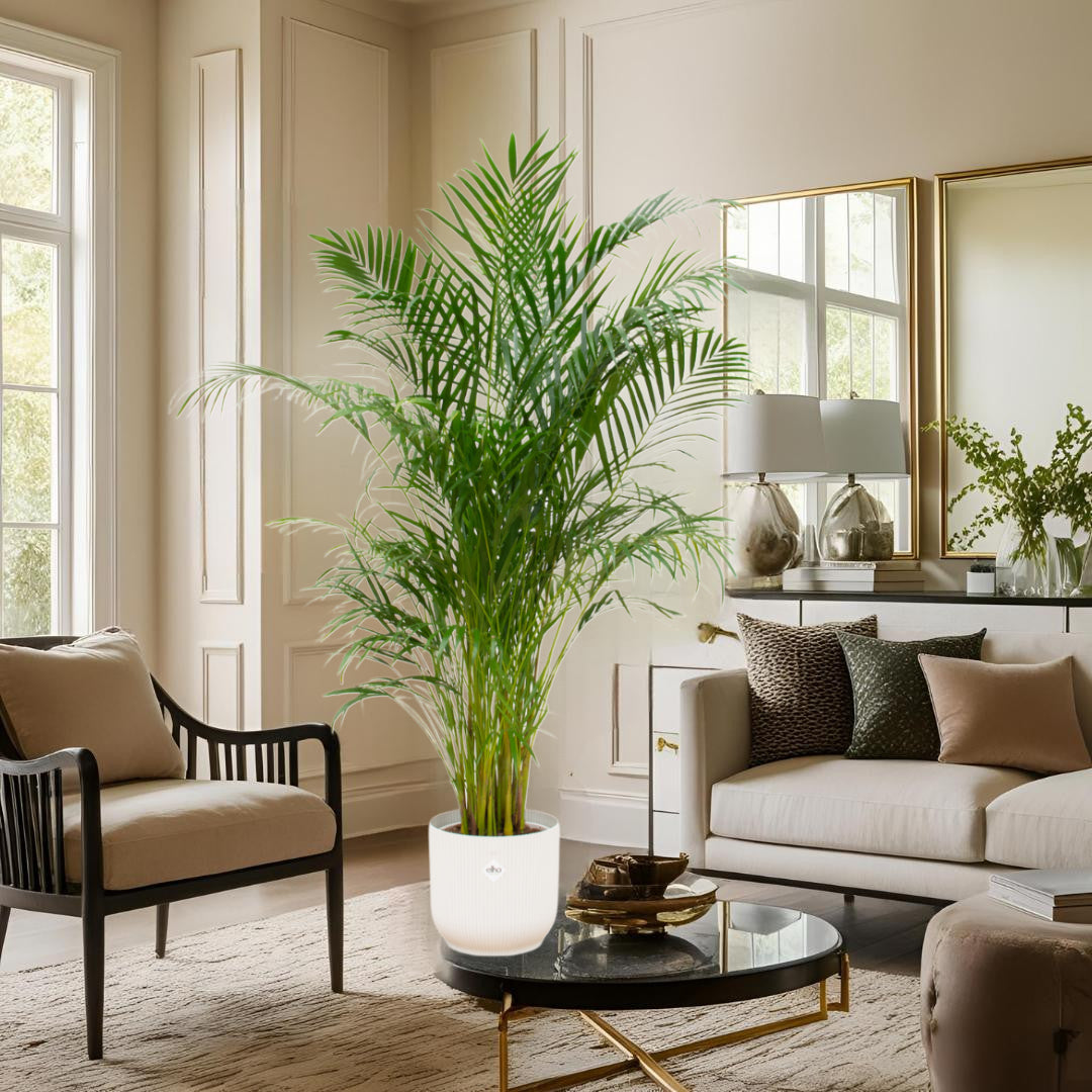 Areca palm inclusief elho Vibes Fold Round wit Ø30 - 180 cm