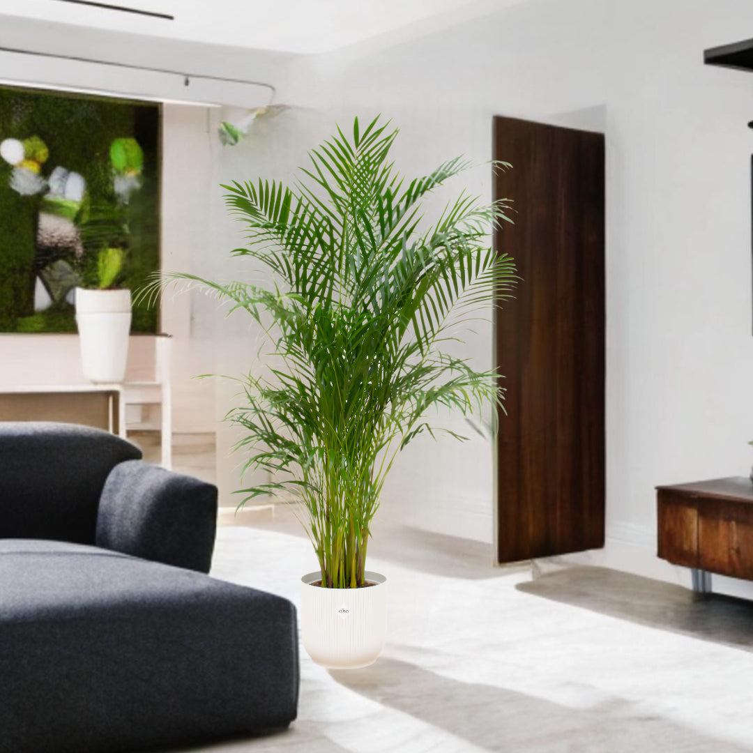 Areca palm inclusief elho Vibes Fold Round wit Ø30 - 180 cm