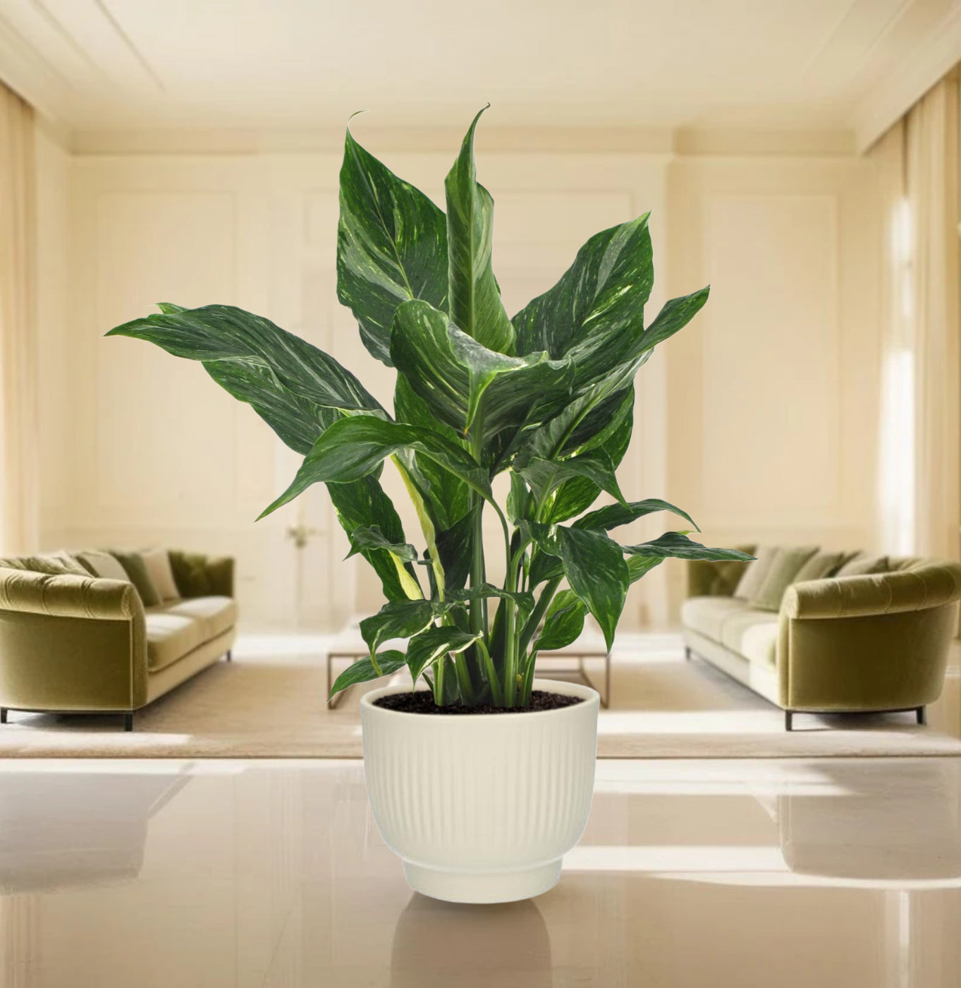 Spathiphyllum Diamond - Ø12cm - ↕40cm + Potenza Rib Pot Wit