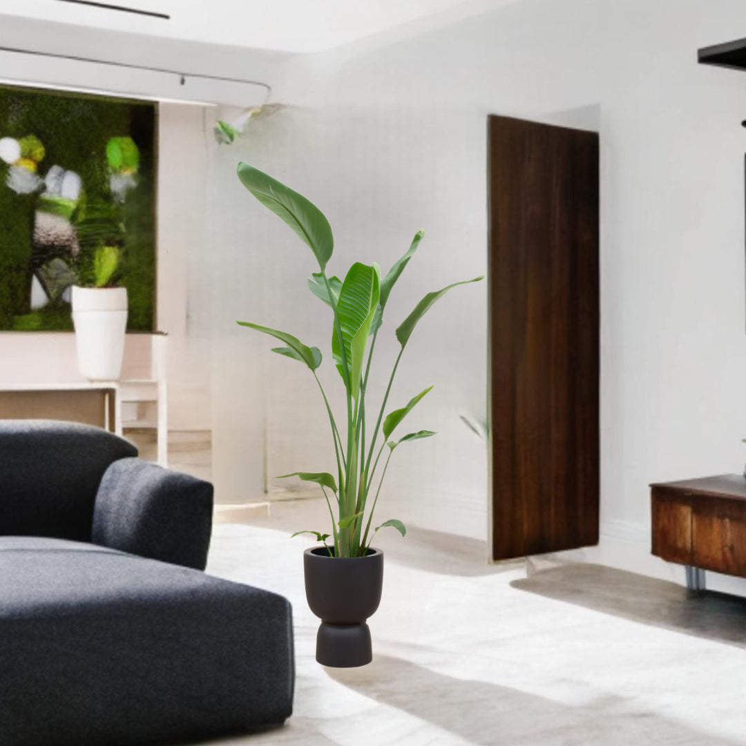 Strelitzia Augusta multi stam inclusief elho Pure Coupe zwart Ø35 - 210 cm