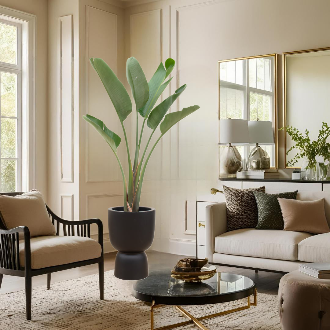 Strelitzia Augusta inclusief elho Pure Coupe zwart Ø41 - 210 cm