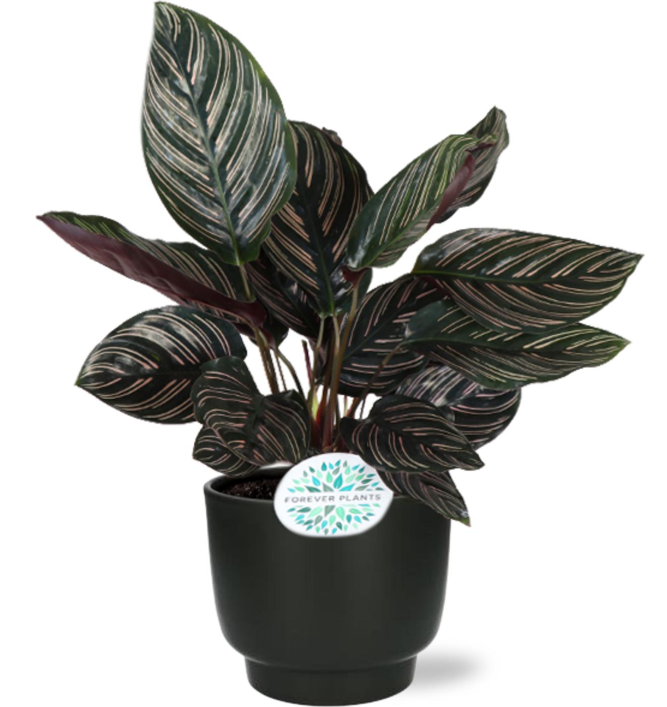 Calathea Ornata - Ø14cm - ↕50cm + Potenza Pot Zwart