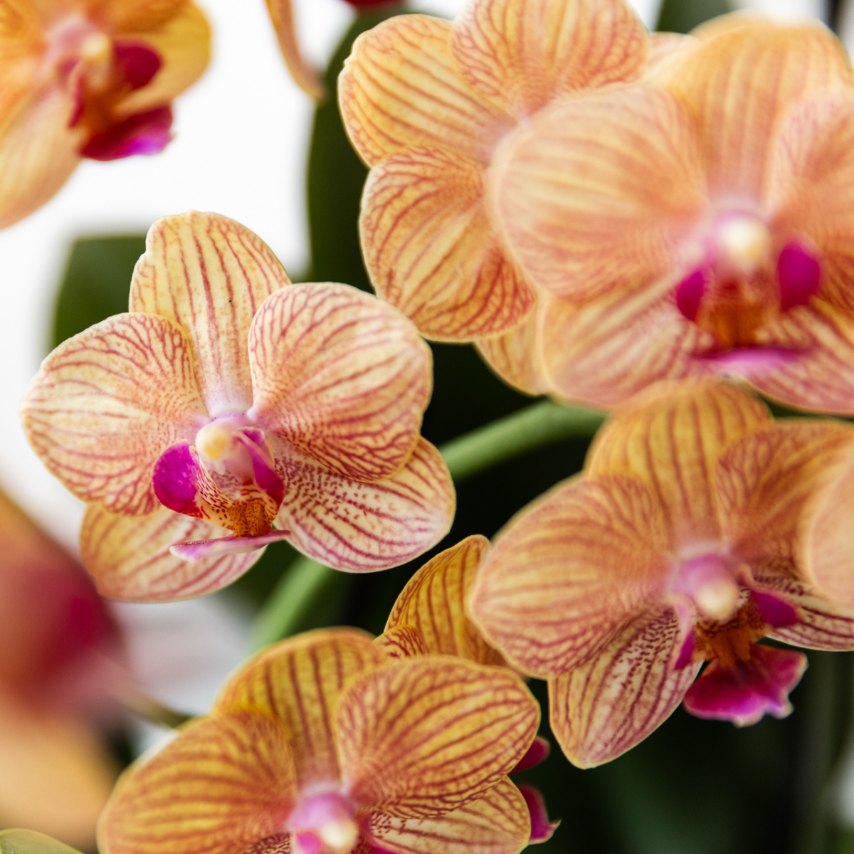 Oranje Phalaenopsis orchidee - Jamaica + Painted Stripe pot oranje - potmaat Ø9cm