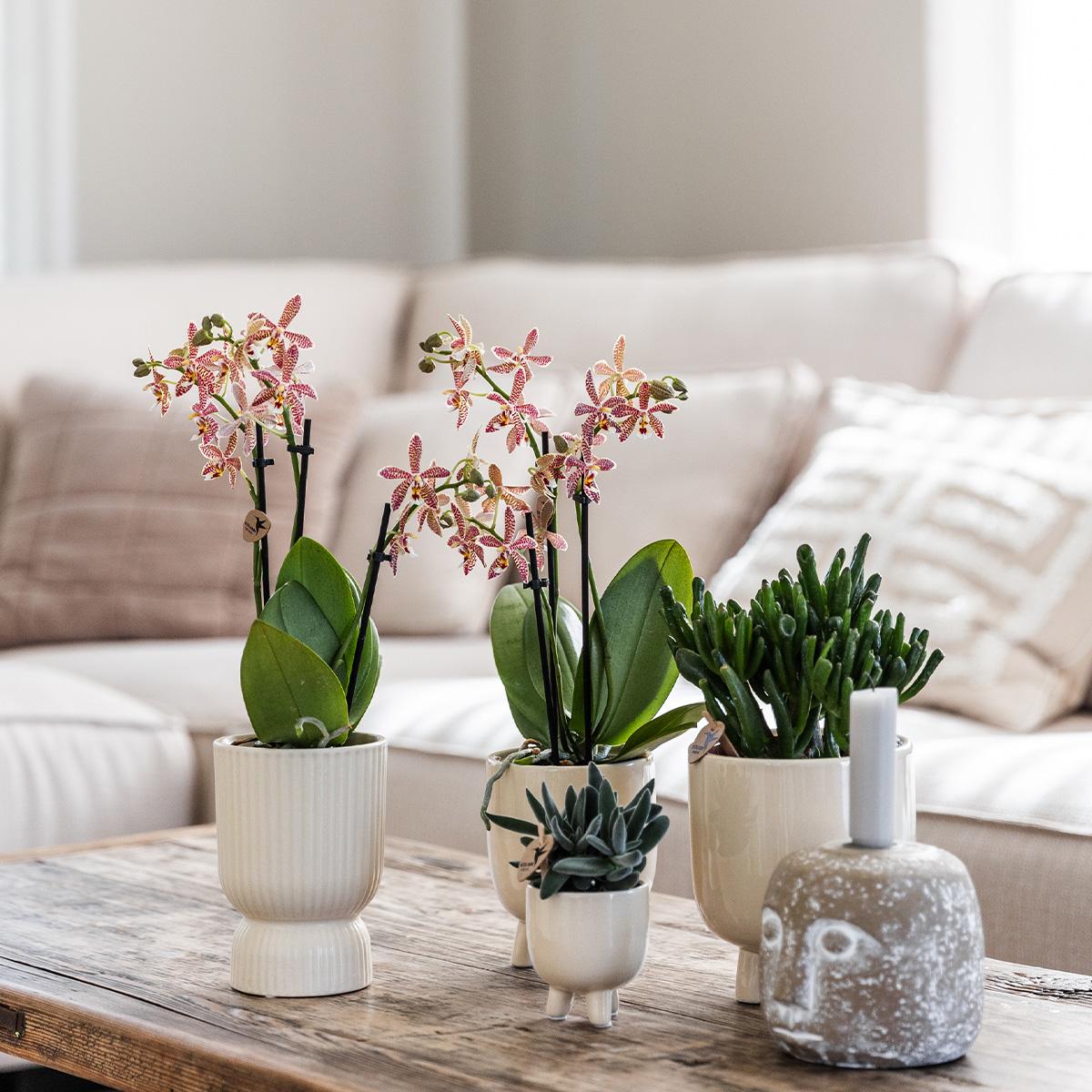 Rode Phalaenopsis orchidee – Congo + Gummy pot travertine – potmaat Ø9cm