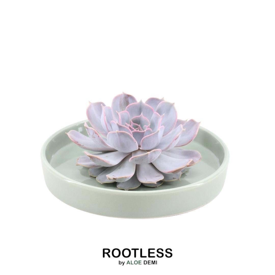 ROOTLESS in schaal 'groen' Ø20 cm - ↕5 cm