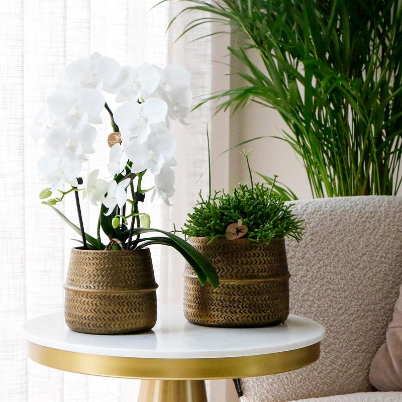 Planten set - met 3 succulenten mix - incl. keramieken sierpotten | potmaat Ø9cm